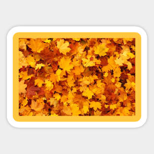 Yellow maple leaves in autumn / fall pattern Sticker